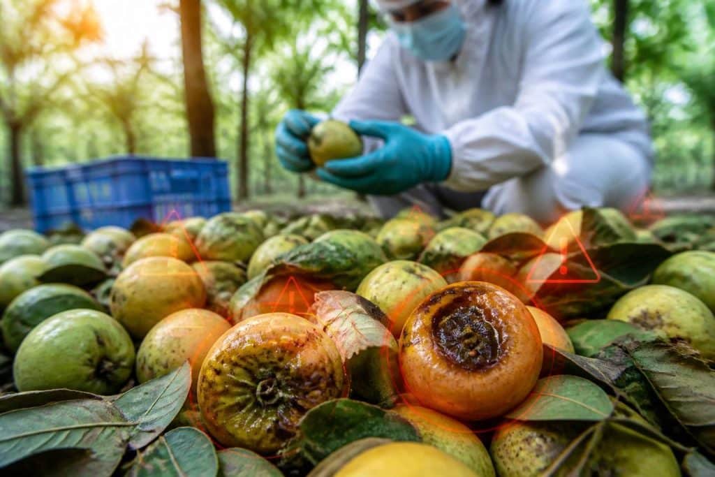 découvrez les risques liés au kaki, ses effets possibles sur la santé et les précautions essentielles à prendre pour profiter de ce fruit en toute sécurité.