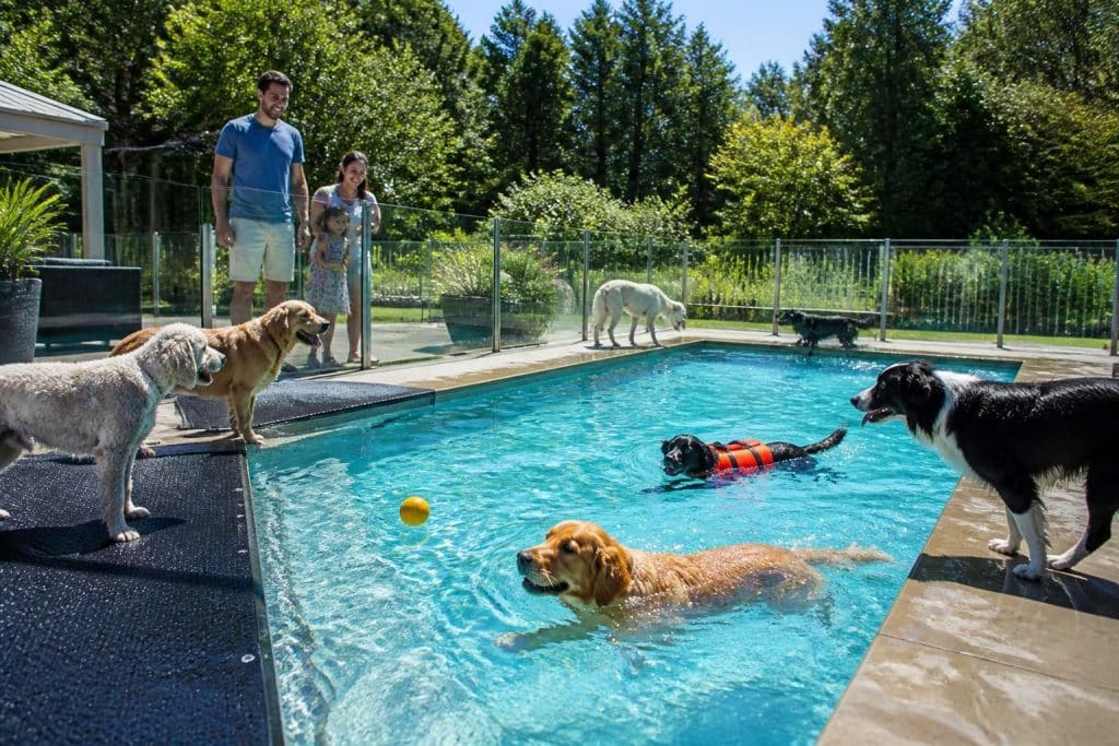 découvrez nos conseils pratiques pour assurer une cohabitation sécurisée et agréable entre votre piscine et vos chiens, afin de profiter en toute sérénité de vos moments de détente.